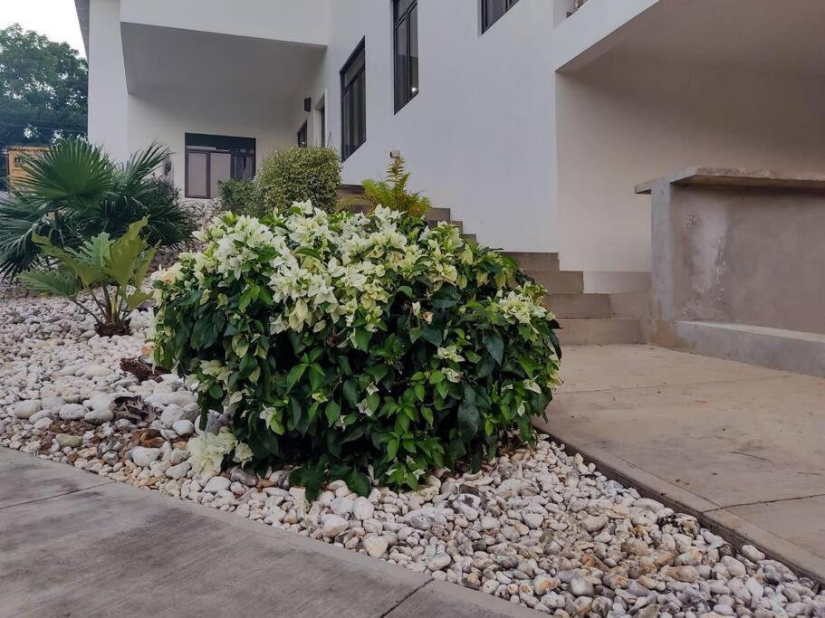 The Willow Apartment Ocho Rios Dış mekan fotoğraf